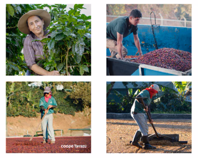 Costa Rica - Tarrazu (Vasket)